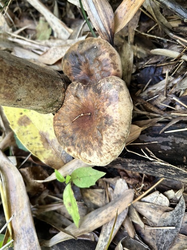 Tapinella atrotomentosa