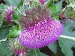 Cirsium purpuratum