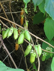 Actinidia polygama