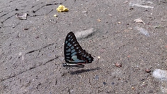 Graphium doson