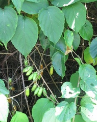 Actinidia polygama
