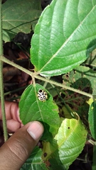 Antestiopsis anchora