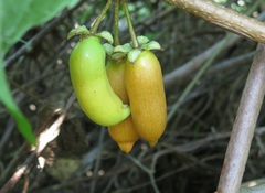 Actinidia polygama