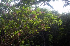 Plumeria rubra