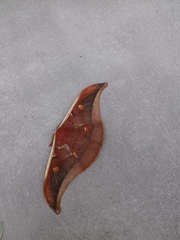 Antheraea assamensis