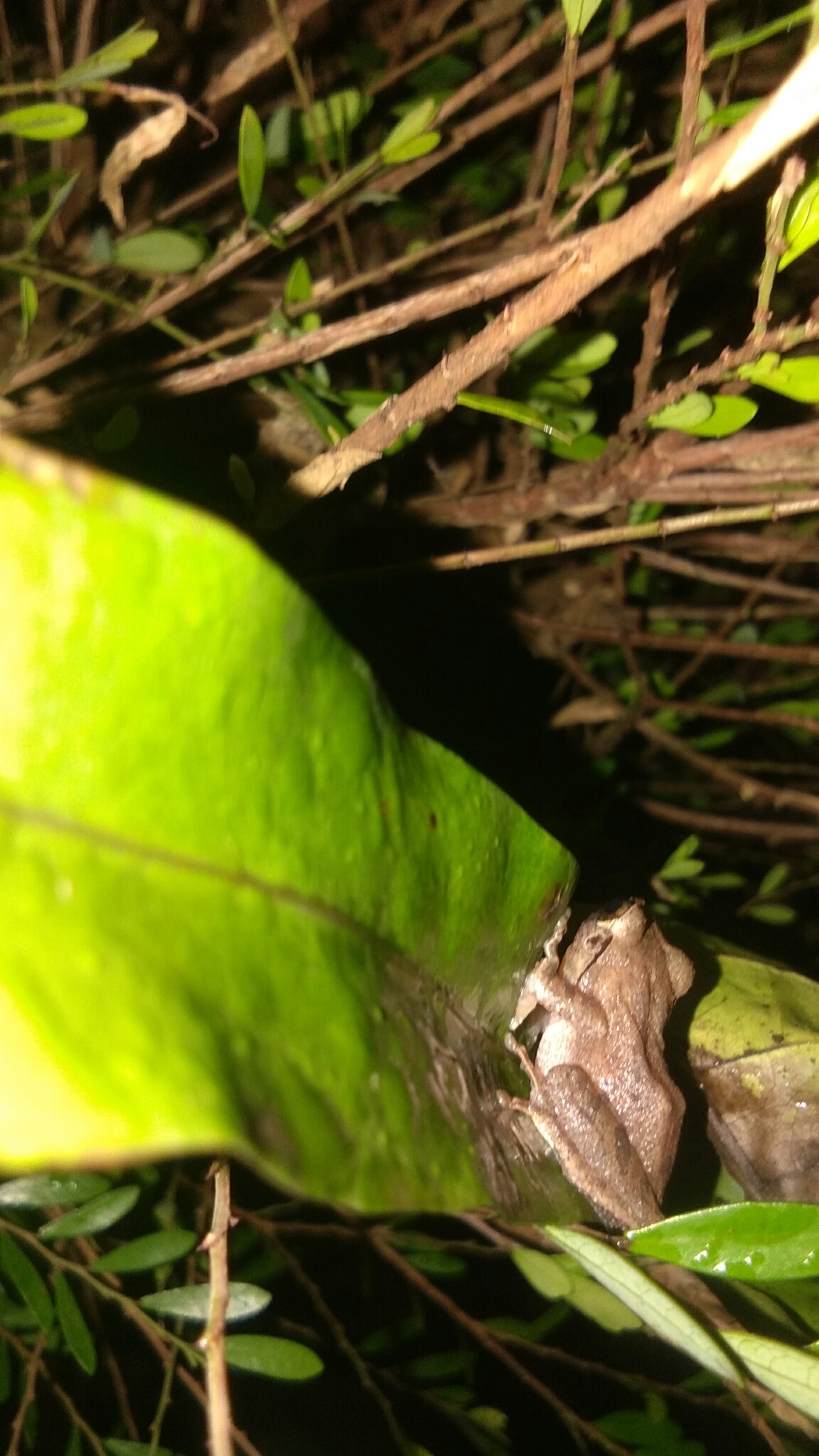Wynaad Brown Eared Shrub Frog