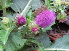 Cirsium purpuratum