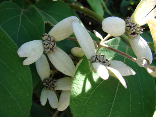 Congea tomentosa