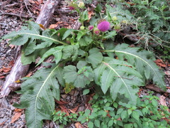 Cirsium purpuratum