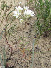 Polycarena batteniana