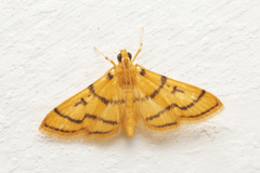 Dichocrocis