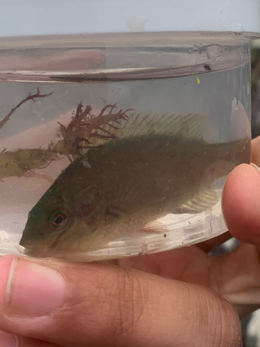 Symphodus melops