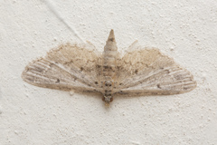 Sufetula