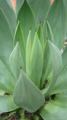 Agave mitis