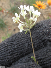 Polycarena batteniana