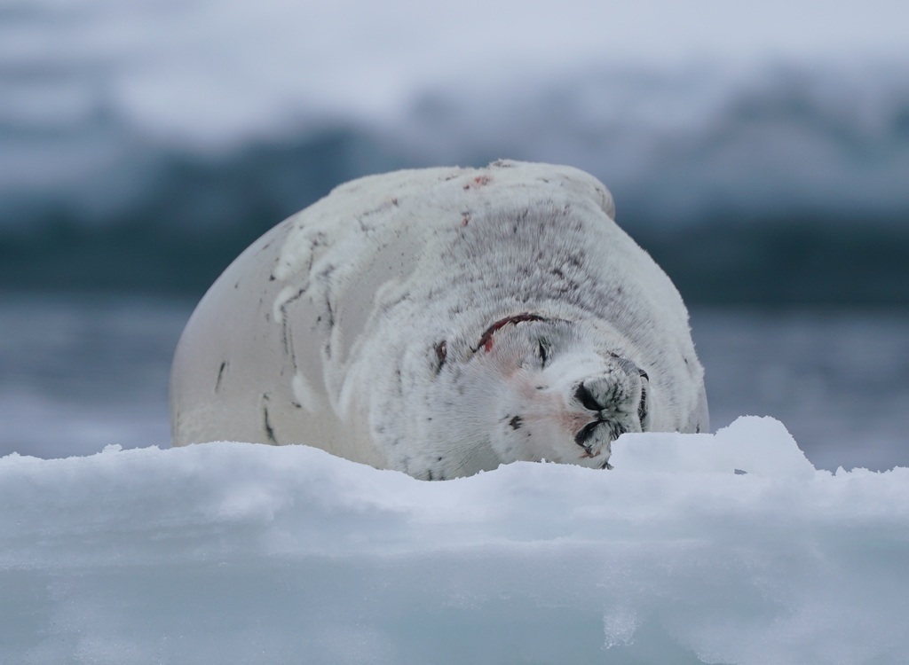 Crabeater seal resting on snow and ice with its head tucked down