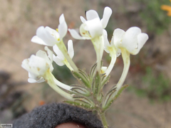 Polycarena batteniana