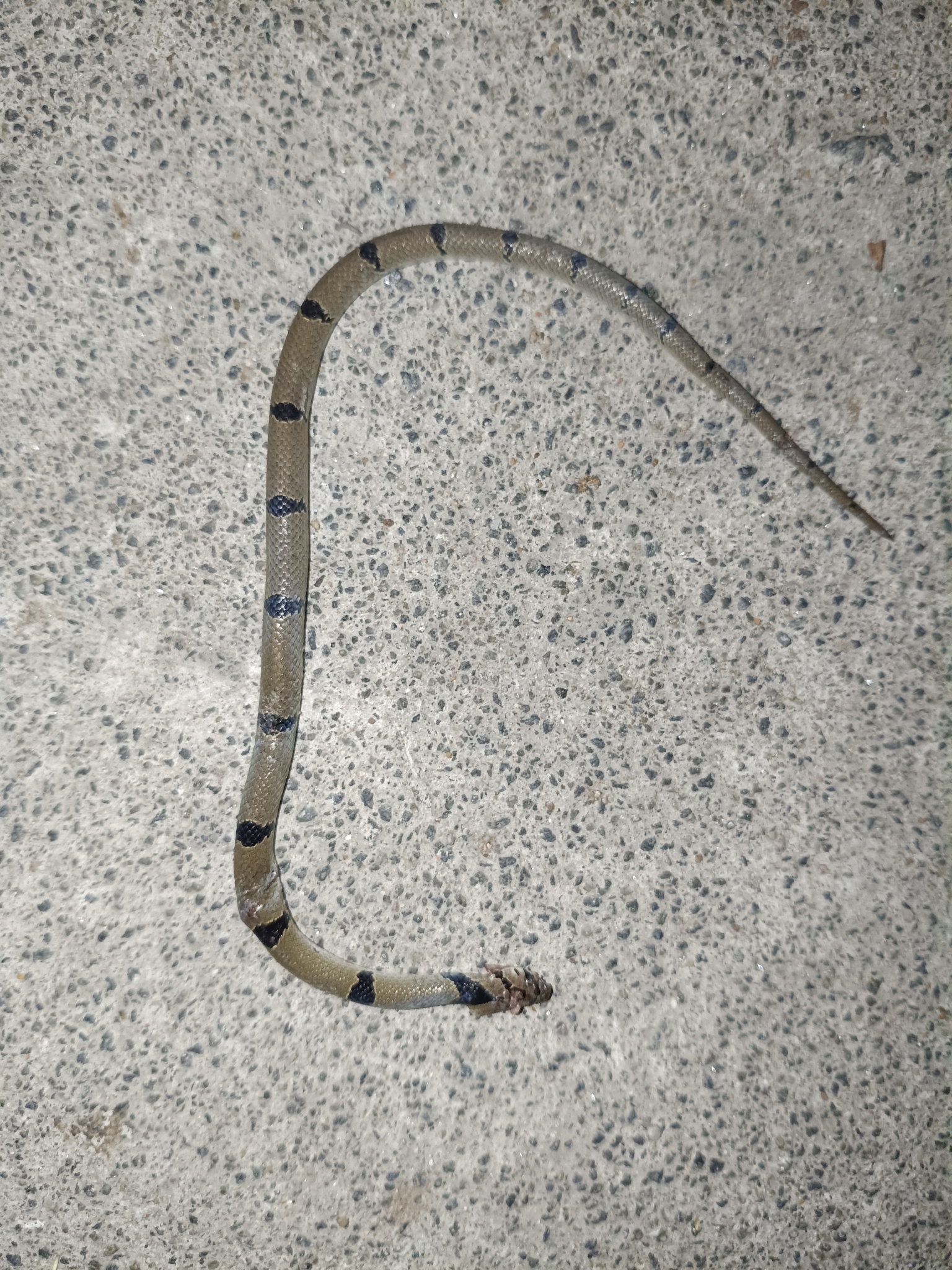 Banded Kukri Snake
