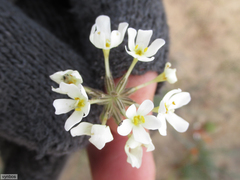 Polycarena batteniana
