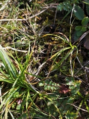 Carex pilulifera