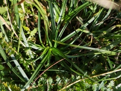 Carex caryophyllea