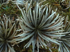 Celmisia polyvena