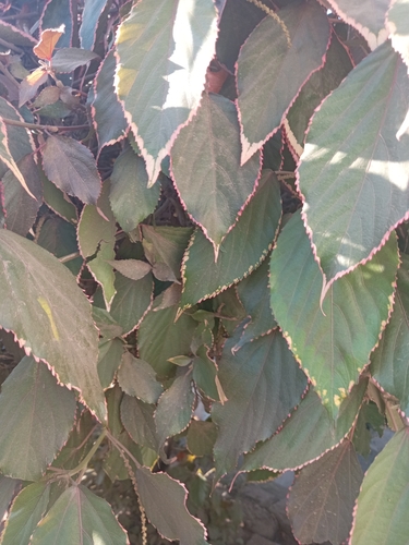 Copperleaf