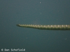 Laticauda semifasciata