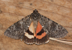 Catocala californica