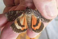 Catocala californica