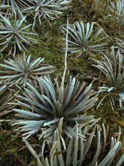 Celmisia polyvena