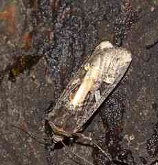 Actebia fennica