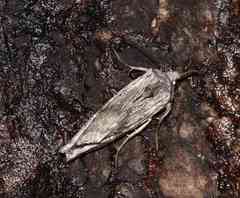 Lithomoia germana
