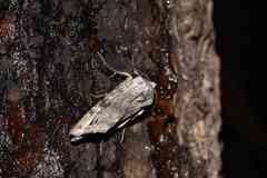 Lithomoia germana