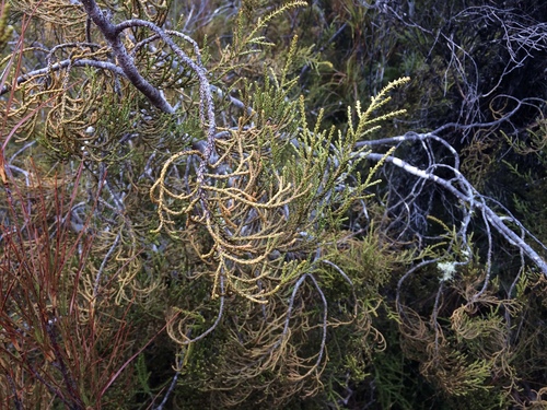 Yellow silver pine (Lepidothamnus intermedius)
