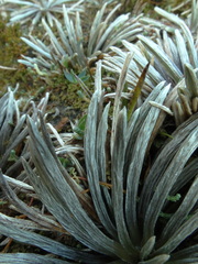 Celmisia polyvena