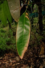 Quassia indica
