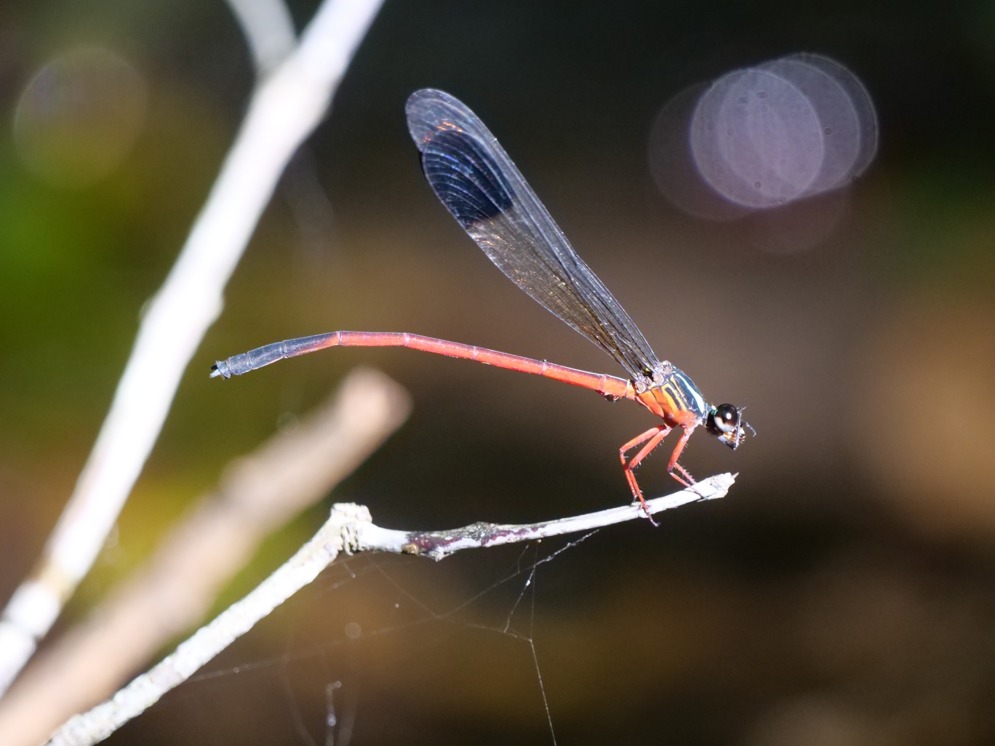 Malabar Satinwing
