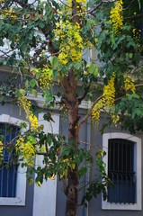 Cassia fistula
