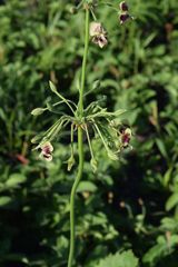 Pelargonium schlechteri