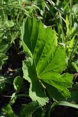 Pelargonium schlechteri