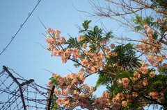 Cassia grandis