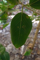 Ficus benghalensis