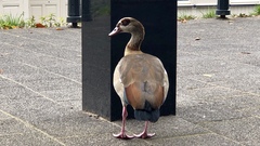 Alopochen aegyptiaca