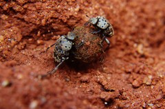 Gymnopleurus gemmatus