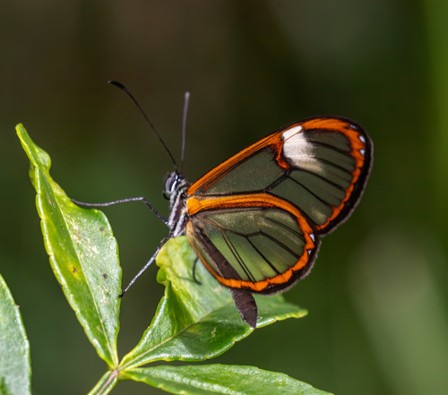 Episcada polita