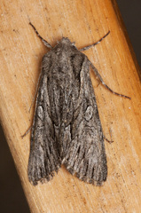 Fishia yosemitae