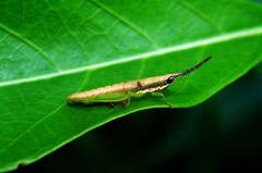 Neorthacris