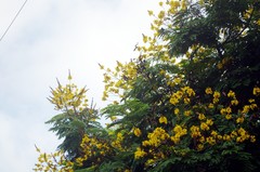 Peltophorum pterocarpum