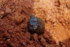 Gymnopleurus gemmatus